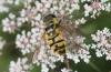 Myathropa florea